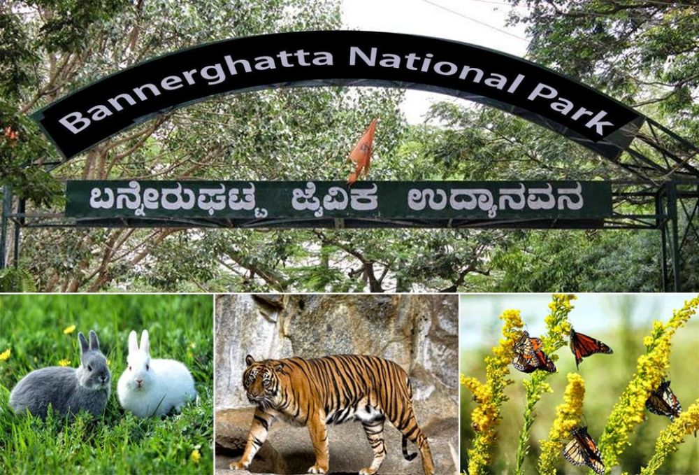 bannergatta national park